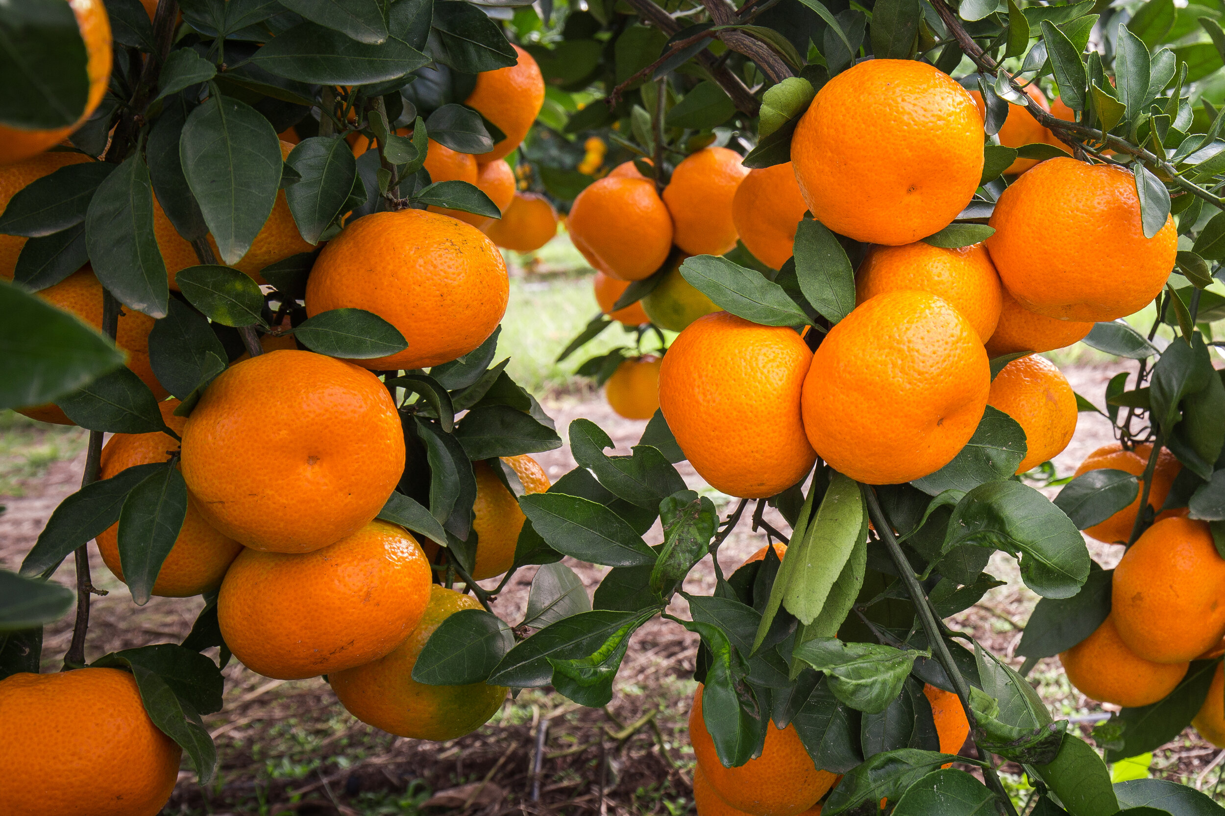 Vibrant oranges hanging from a citrus tree, surrounded by lush green leaves, showcasing a healthy and abundant harvest ready for picking.
